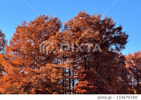 紅葉した別所沼公園 紅葉した別所沼公園 133670380