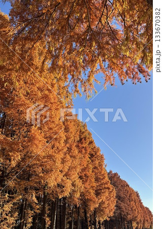 紅葉した別所沼公園 133670382
