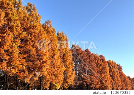 紅葉した別所沼公園 紅葉した別所沼公園 133670383