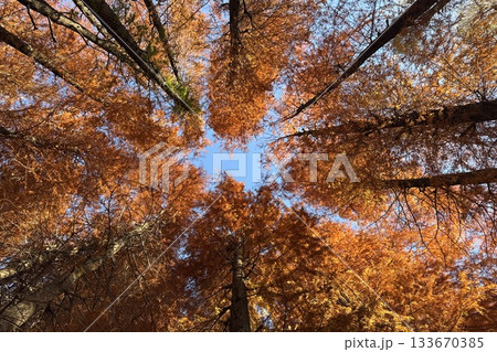 紅葉した別所沼公園 133670385