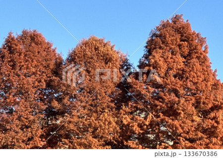 紅葉した別所沼公園 133670386