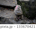 食べ物を掴んで空を見るニホンザル 133670421