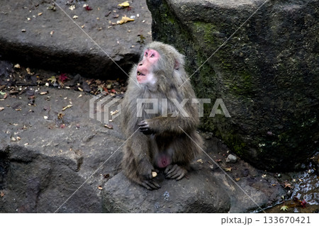 食べ物を掴んで空を見るニホンザル 133670421