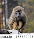 真っ直ぐこちらを見つめる動物園のヒヒ 133670423