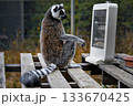 ストーブで暖まるワオキツネザル 133670425