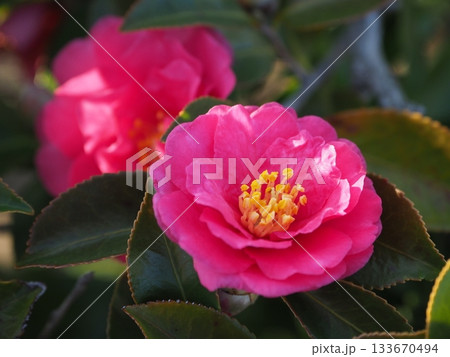 美しいサザンカ　(山茶花：Camellia sasanqua) 133670494