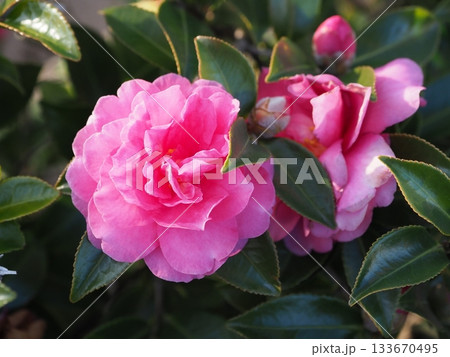 美しいサザンカ (山茶花:Camellia sasanqua) 美しいサザンカ (山茶花:Camellia sasanqua) 133670495