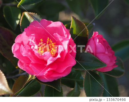 美しいサザンカ (山茶花:Camellia sasanqua) 美しいサザンカ (山茶花:Camellia sasanqua) 133670498
