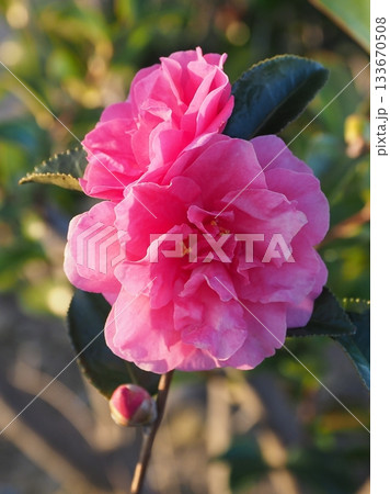 美しいサザンカ (山茶花:Camellia sasanqua) 美しいサザンカ (山茶花:Camellia sasanqua) 133670508