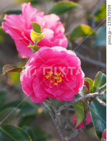 美しいサザンカ (山茶花:Camellia sasanqua) 美しいサザンカ (山茶花:Camellia sasanqua) 133670509