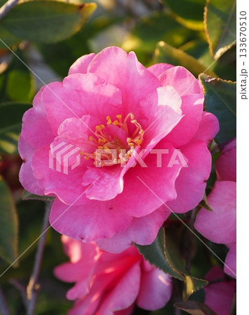 美しいサザンカ (山茶花:Camellia sasanqua) 美しいサザンカ (山茶花:Camellia sasanqua) 133670510