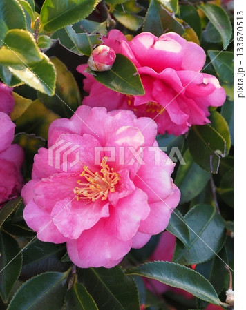 美しいサザンカ (山茶花:Camellia sasanqua) 美しいサザンカ (山茶花:Camellia sasanqua) 133670513