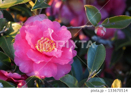 美しいサザンカ　(山茶花：Camellia sasanqua) 133670514