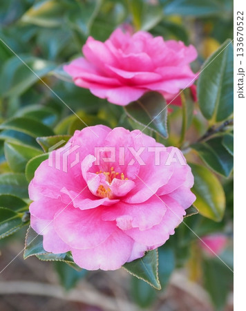 美しいサザンカ (山茶花:Camellia sasanqua) 美しいサザンカ (山茶花:Camellia sasanqua) 133670522