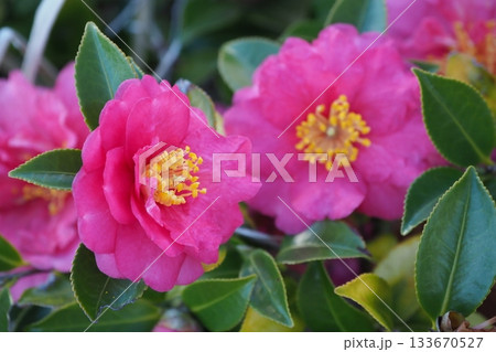 美しいサザンカ　(山茶花：Camellia sasanqua) 133670527