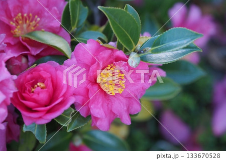 美しいサザンカ　(山茶花：Camellia sasanqua) 133670528