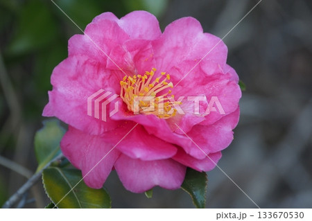 美しいサザンカ (山茶花:Camellia sasanqua) 美しいサザンカ (山茶花:Camellia sasanqua) 133670530