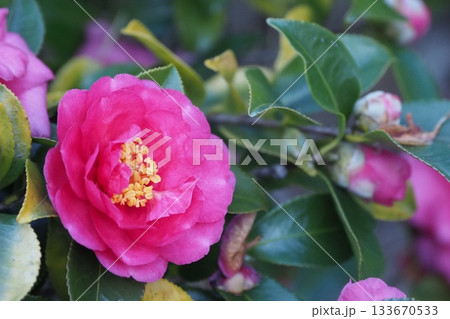 美しいサザンカ (山茶花:Camellia sasanqua) 美しいサザンカ (山茶花:Camellia sasanqua) 133670533