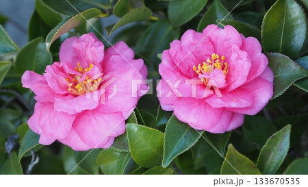 美しいサザンカ　(山茶花：Camellia sasanqua) 133670535