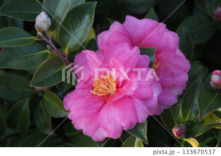 美しいサザンカ (山茶花:Camellia sasanqua) 美しいサザンカ (山茶花:Camellia sasanqua) 133670537