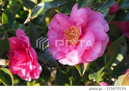 美しいサザンカ (山茶花:Camellia sasanqua) 美しいサザンカ (山茶花:Camellia sasanqua) 133670539
