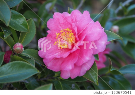 美しいサザンカ (山茶花:Camellia sasanqua) 美しいサザンカ (山茶花:Camellia sasanqua) 133670541