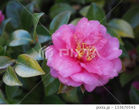美しいサザンカ　(山茶花：Camellia sasanqua) 133670543