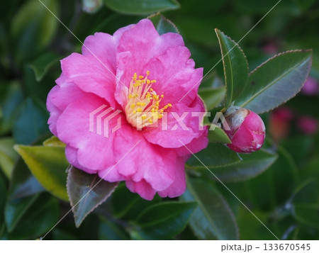 美しいサザンカ　(山茶花：Camellia sasanqua) 133670545