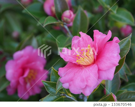 美しいサザンカ　(山茶花：Camellia sasanqua) 133670546