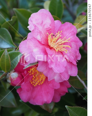美しいサザンカ　(山茶花：Camellia sasanqua) 133670547