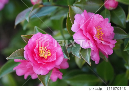 美しいサザンカ (山茶花:Camellia sasanqua) 美しいサザンカ (山茶花:Camellia sasanqua) 133670548