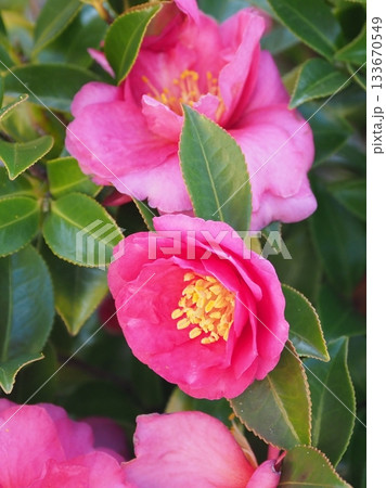 美しいサザンカ　(山茶花：Camellia sasanqua) 133670549