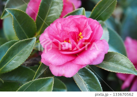 美しいサザンカ　(山茶花：Camellia sasanqua) 133670562
