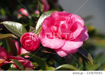 美しいサザンカ　(山茶花：Camellia sasanqua) 133670563