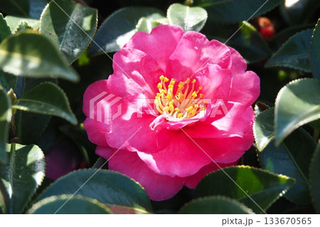 美しいサザンカ　(山茶花：Camellia sasanqua) 133670565
