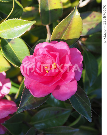 美しいサザンカ　(山茶花：Camellia sasanqua) 133670570