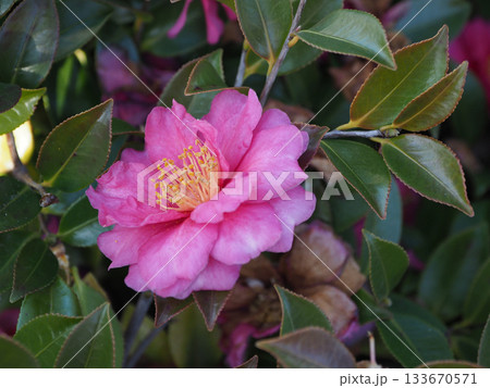 美しいサザンカ (山茶花:Camellia sasanqua) 美しいサザンカ (山茶花:Camellia sasanqua) 133670571