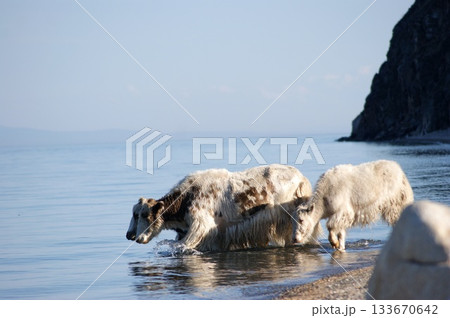 Several large domestic yaks of different colors stand at a watering hole in Lake Baikal. 133670642