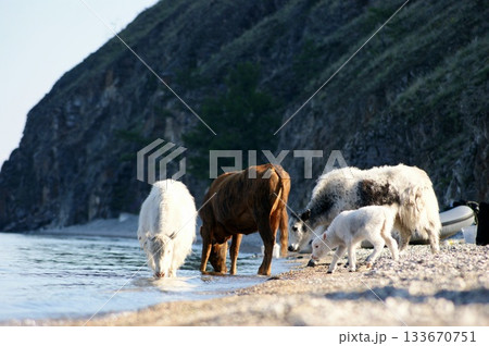 Several large domestic yaks of different colors stand at a watering hole in Lake Baikal. Several large domestic yaks of different colors stand at a watering hole in Lake Baikal. 133670751