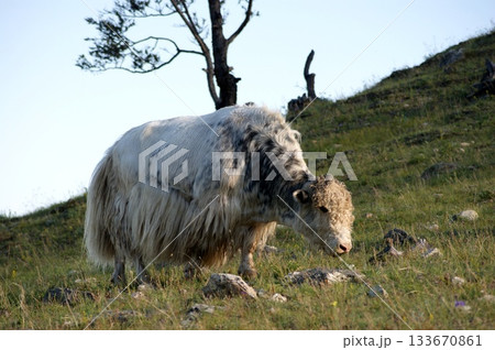 In the foreground, one large, adult white yak is grazing on the rocky shore of Olkhon Island. In the foreground, one large, adult white yak is grazing on the rocky shore of Olkhon Island. 133670861