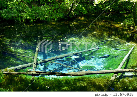 神の子池を泳ぐサクラマス 133670919