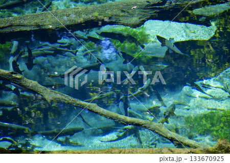 神の子池を泳ぐサクラマス 神の子池を泳ぐサクラマス 133670925