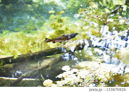 神の子池を泳ぐサクラマス 神の子池を泳ぐサクラマス 133670926