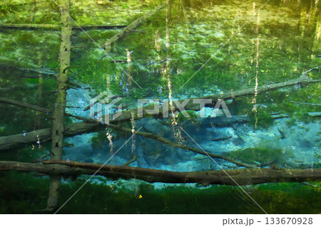 神の子池を泳ぐサクラマス 133670928