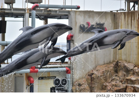 兵庫 水族館 城崎マリンワールド イルカ 兵庫 水族館 城崎マリンワールド イルカ 133670934