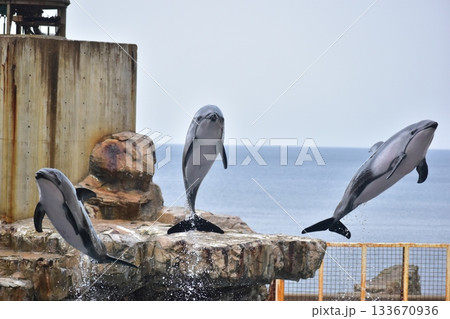 兵庫 水族館 城崎マリンワールド イルカ 兵庫 水族館 城崎マリンワールド イルカ 133670936