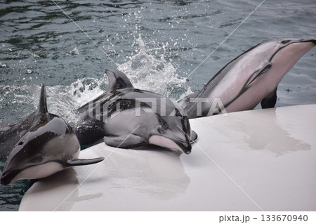 兵庫 水族館 城崎マリンワールド イルカ 兵庫 水族館 城崎マリンワールド イルカ 133670940