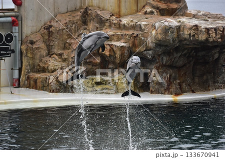 兵庫　水族館　城崎マリンワールド　イルカ 133670941