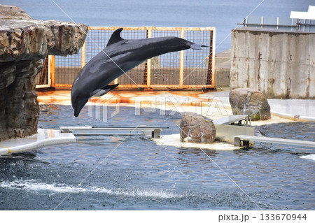 兵庫 水族館 城崎マリンワールド イルカ 兵庫 水族館 城崎マリンワールド イルカ 133670944