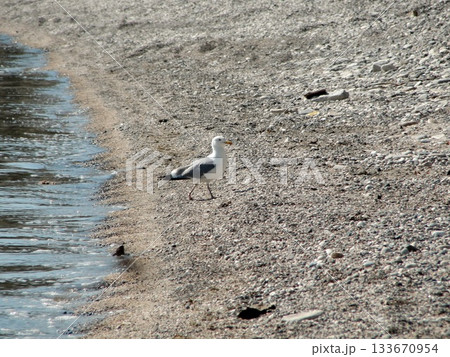 One large white seagull from Olkhon Island sits on the shore, 133670954